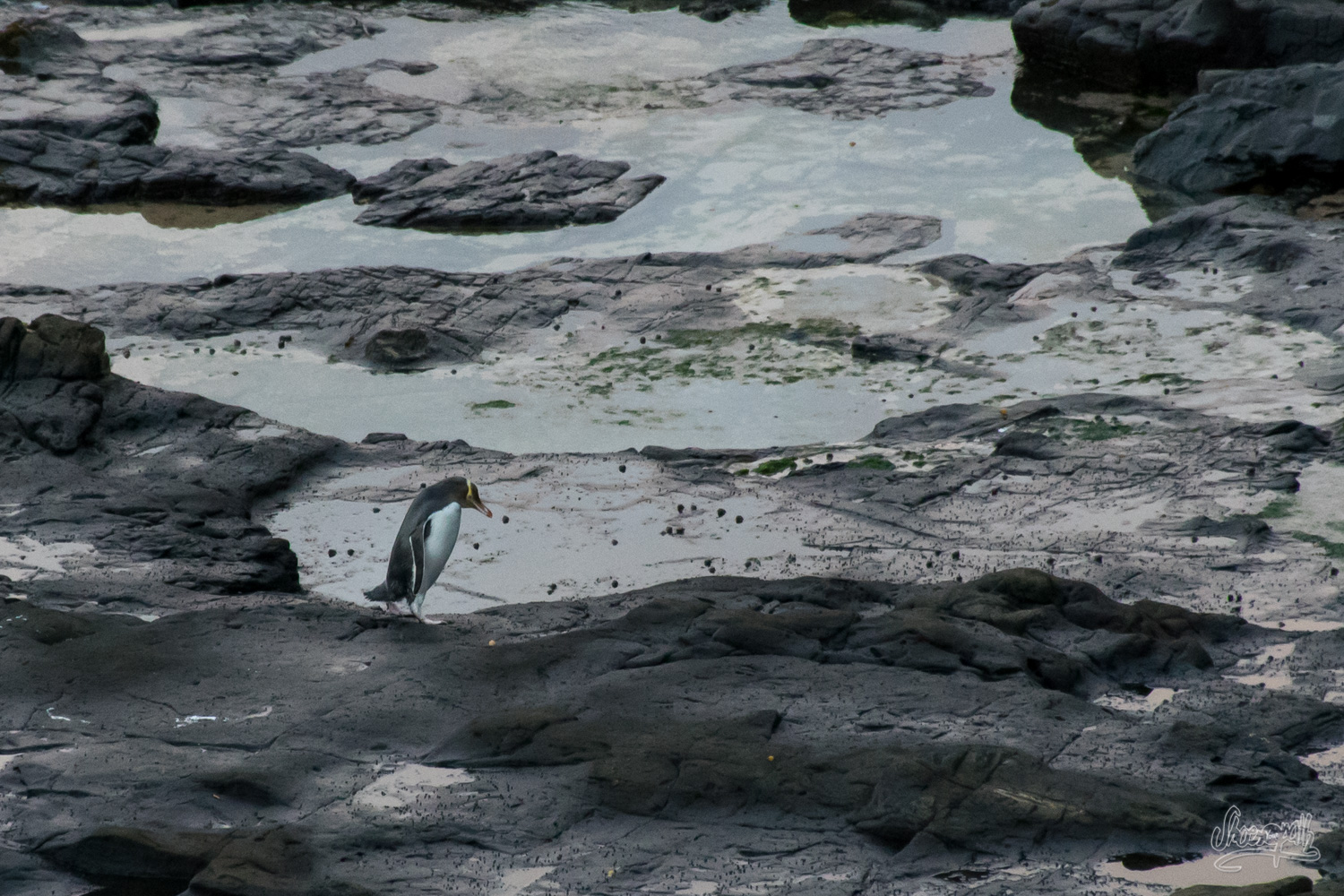 Les yellow eyed penguins de Curio Bay, vie solitaire dans le froid du crépuscule…