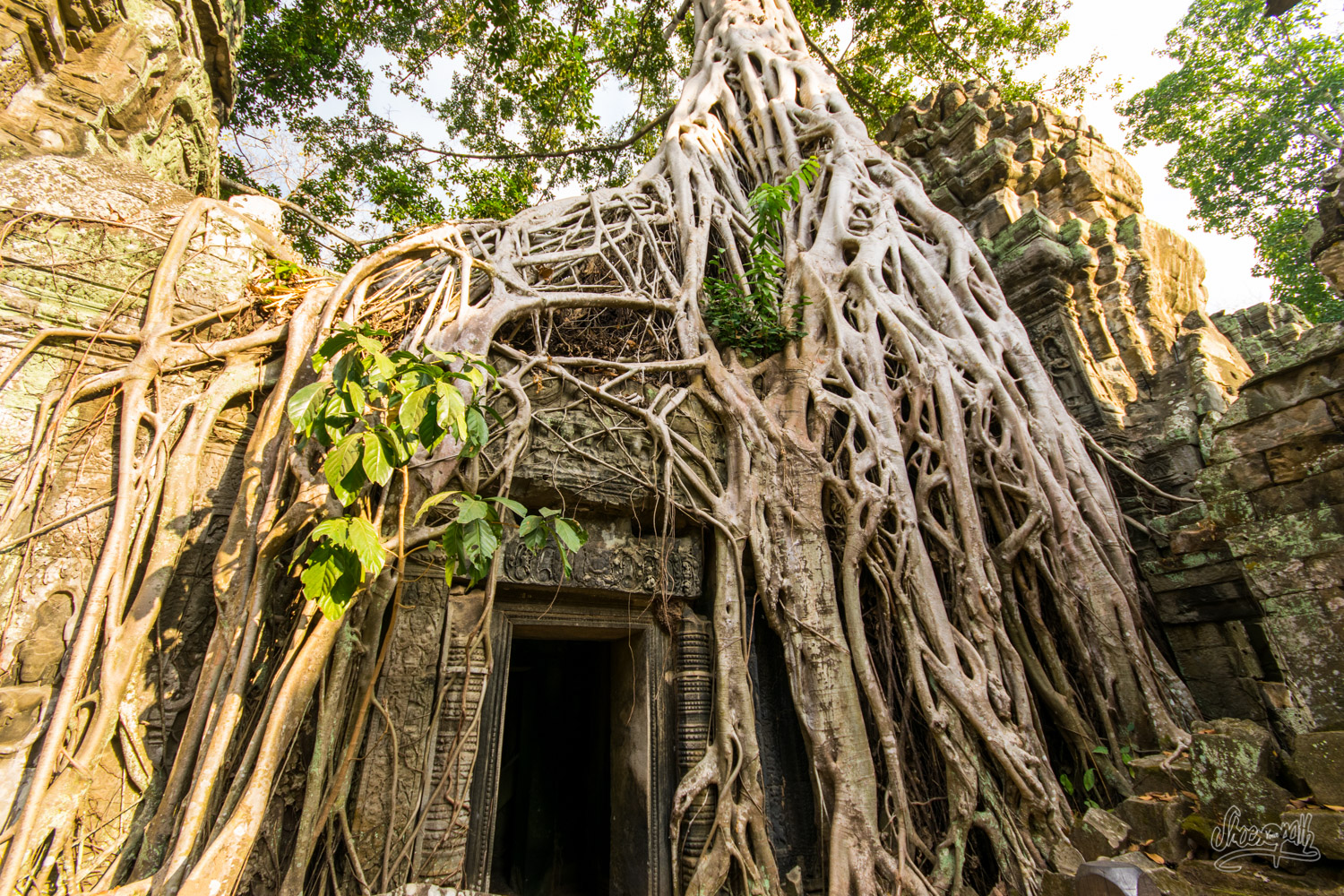 Piège de racines sur la porte du temple Ta Prohm