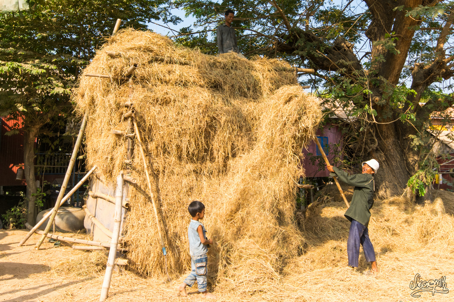 Une famille Khmer refaisant le stock de foin pour les vaches