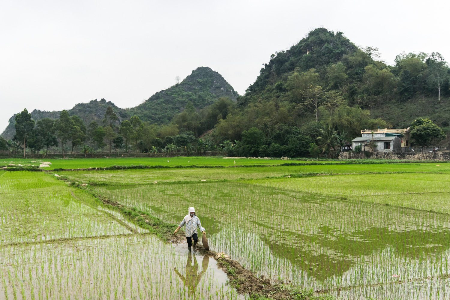 Les rizières de Ninh Binh