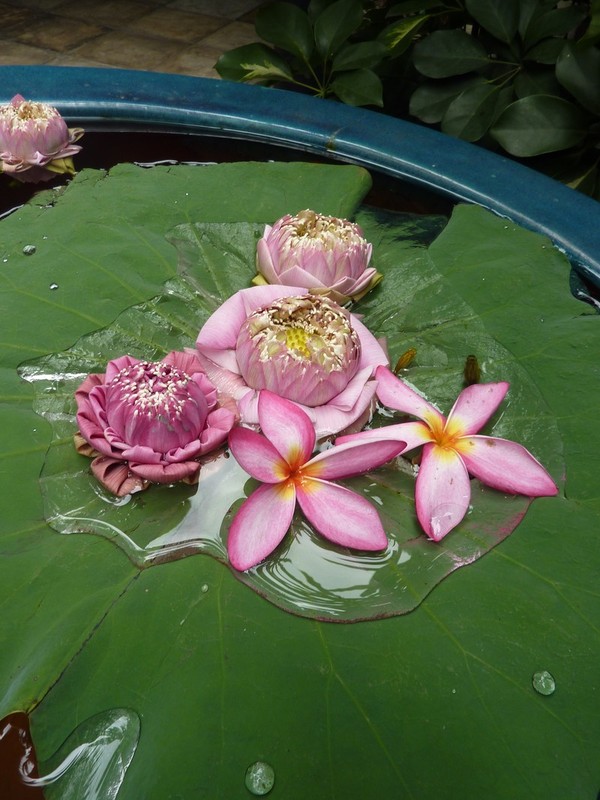 Quelques Fleurs De Lotus Flottant