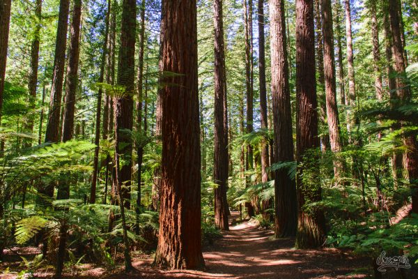 Les Séquoias De La Redwoods Forest