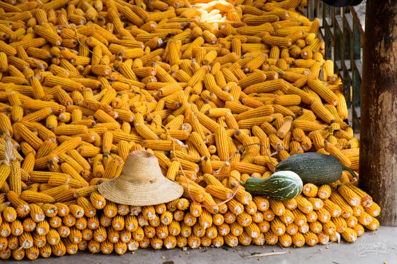Dans Les Fermes De Cizhong, On Fait Sécher Le Maïs... (Photo Par Mariette)