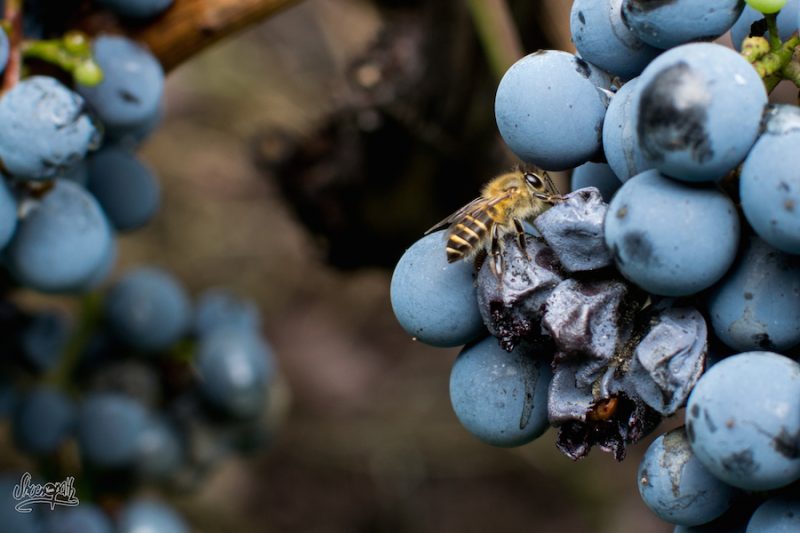Les abeilles se régalent sur les grains abîmés qui seront retirés manuellement lors de la vendange (Photo par Mariette)