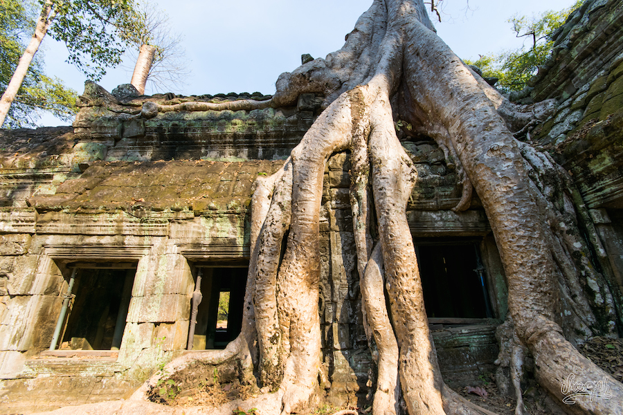 Les racines coulantes des arbres sur les murs de Ta Prohm