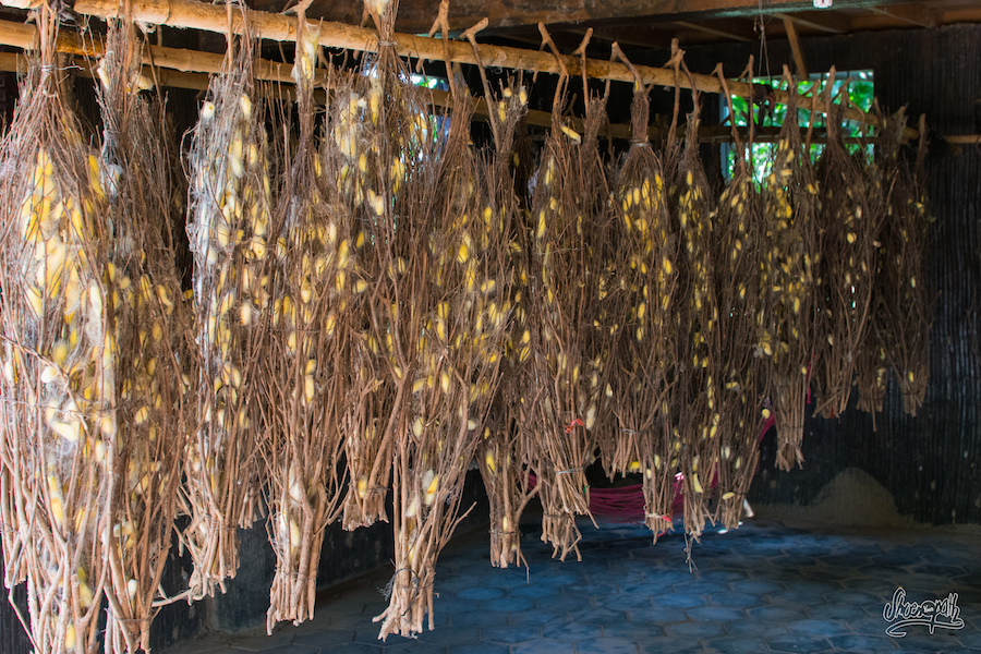 Récolte des cocons des vers à soie