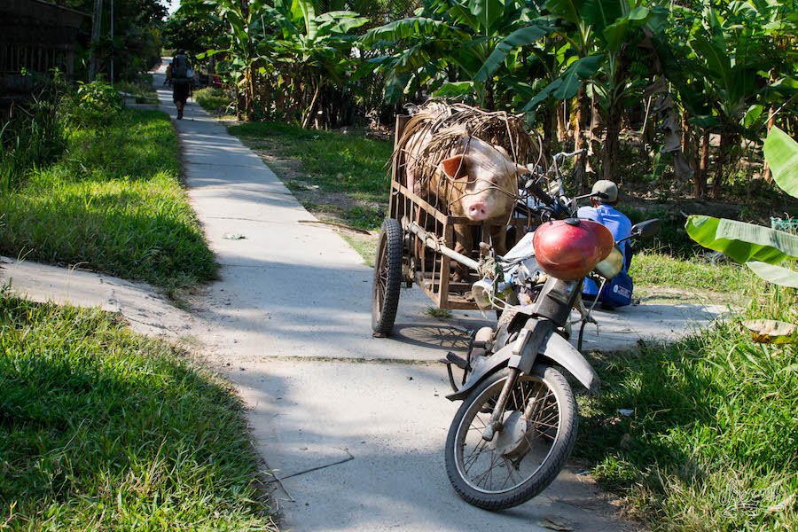 Transport de cochons