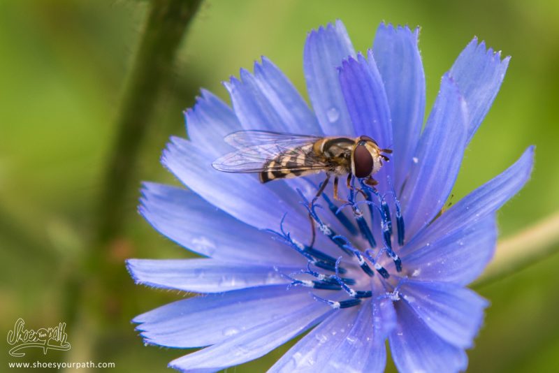 Insectes Et Fleurs, L'incroyable Biodiversité Des Balkans