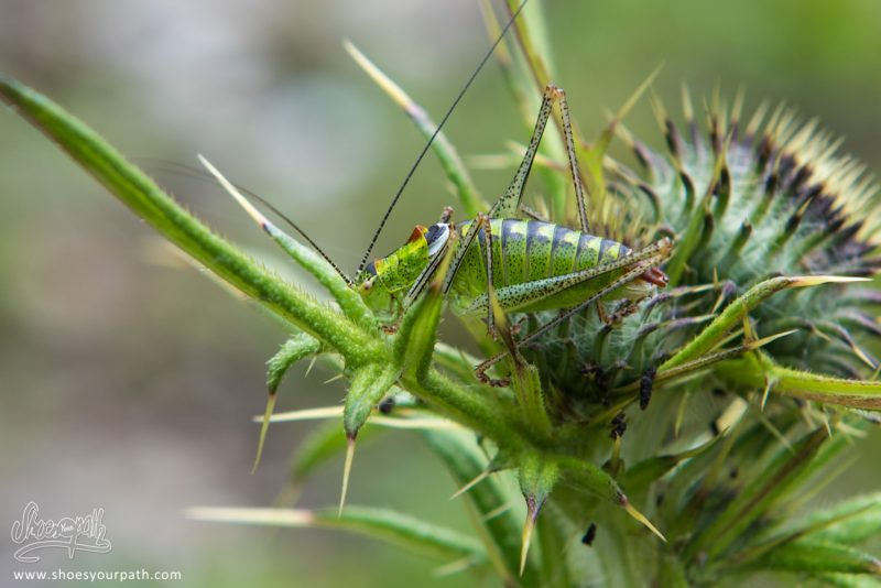 Insectes Et Fleurs, L'incroyable Biodiversité Des Balkans
