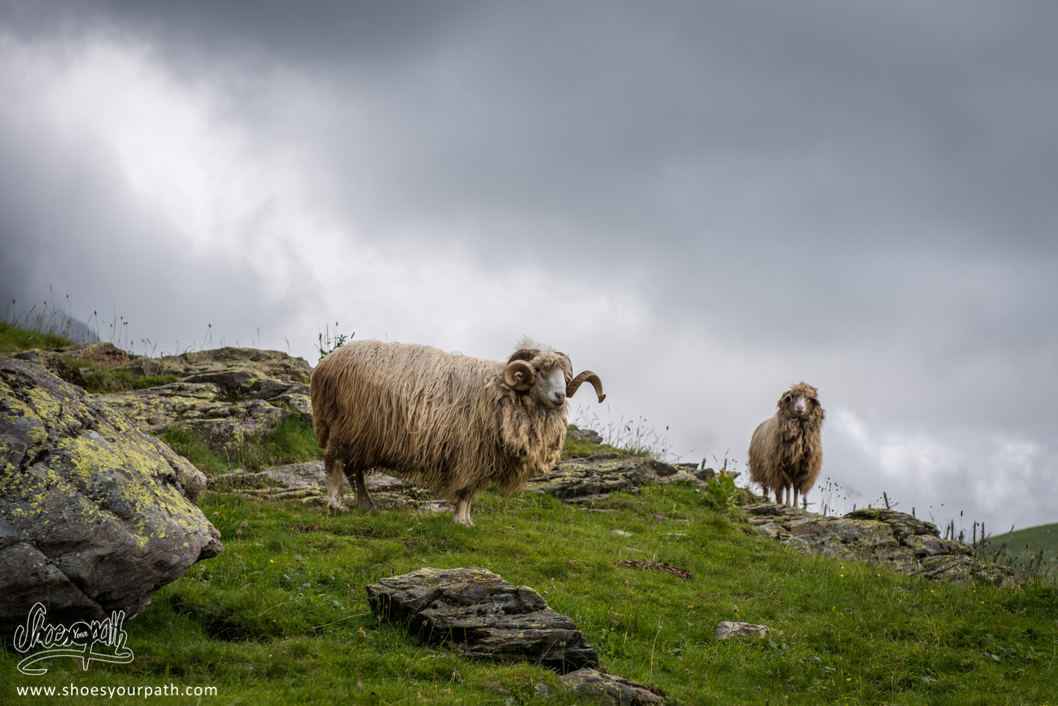 Sheep in Doberdöl - Albania - Peaks of the Balkans