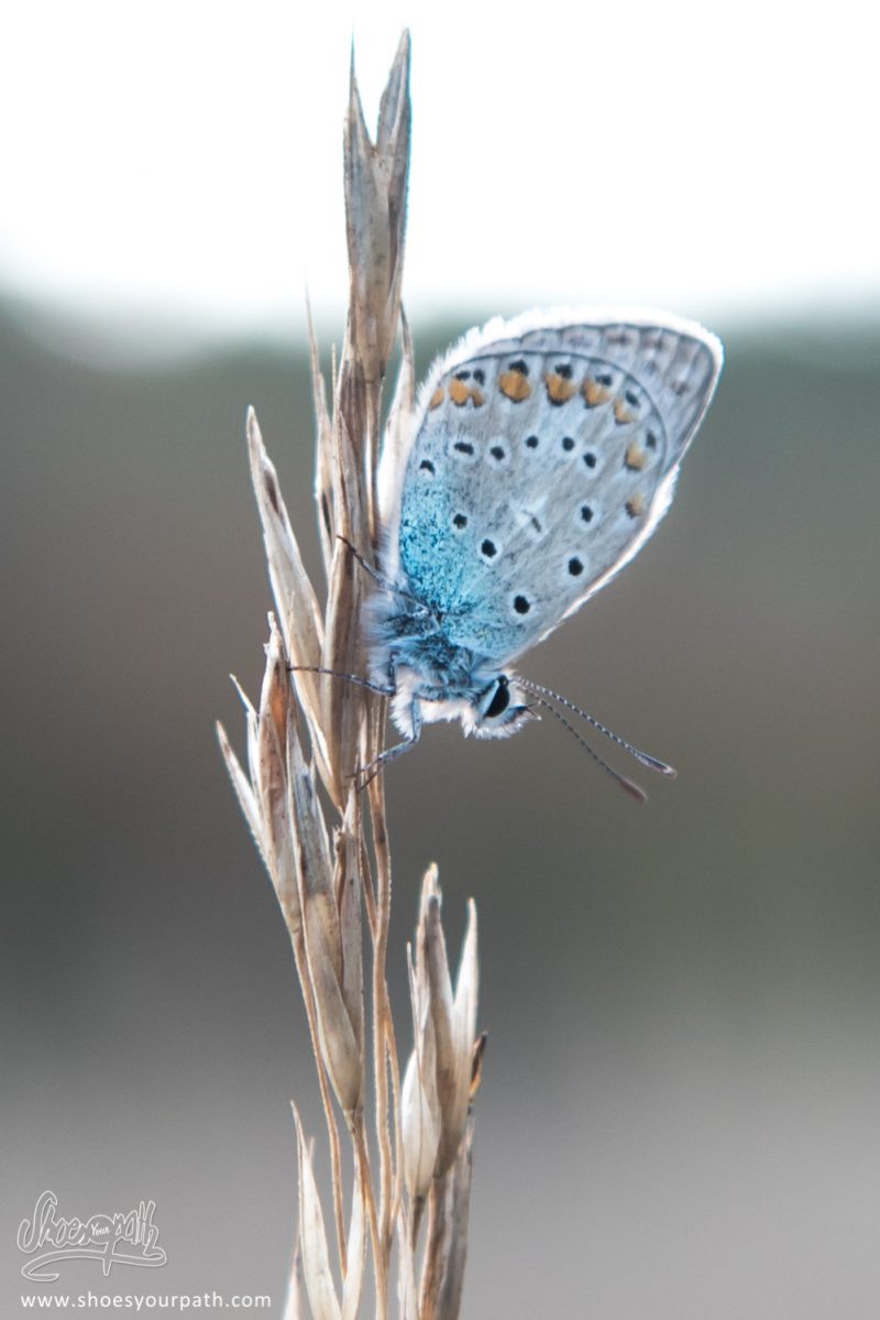 Petit Papillon Bleu Nous Tenant Compagnie Près De Notre Tente