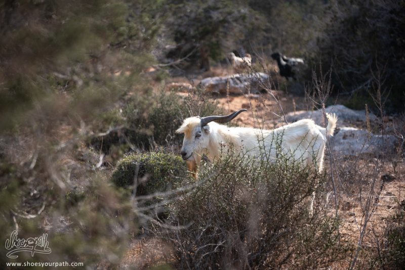 Des Chèvres Nous Observent Depuis Les Fourés Le Long Du Adonis Nature Trail