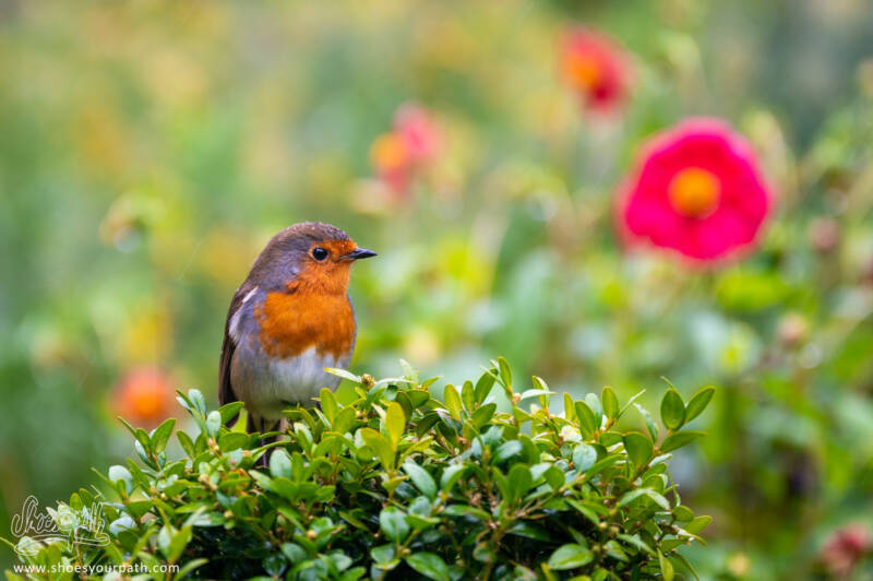 Un petit rouge-gorge tout mignon :)